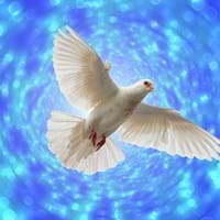 dove-g6f33a182a_1920.jpg